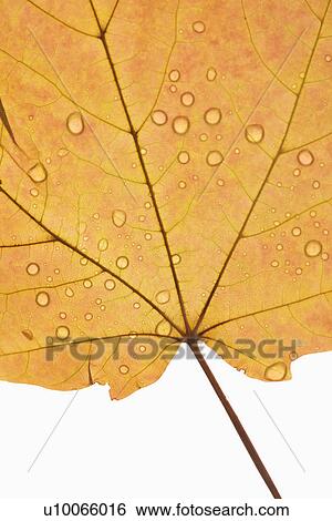 Stock Photograph - Close-up of Sugar Orange Maple leaf sprinkled with water droplets against white background.. Fotosearch
