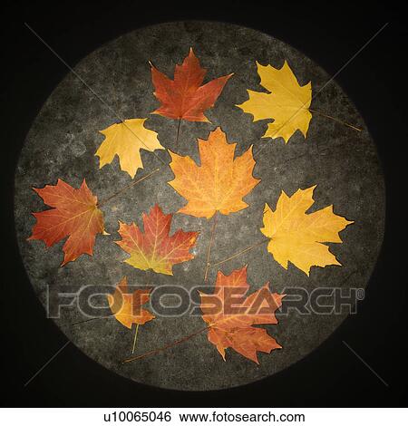 Group of multicolored Maple leaves against concrete background. View Large Photo Image Stock Photograph - Group of multicolored Maple leaves against concrete background.. Fotosearch
