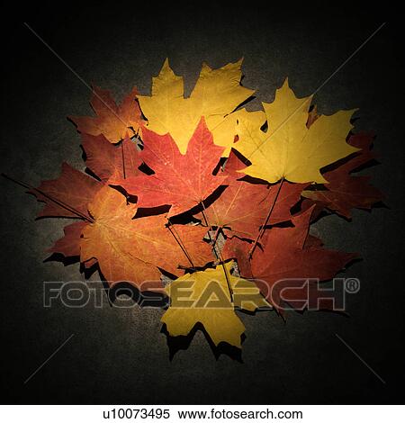 Stock Photography - Group of multicolored Maple leaves spotlighted against concrete background.. Fotosearch