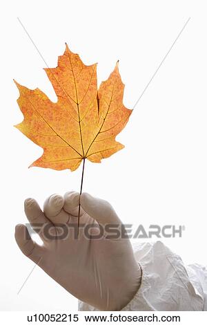 Stock Photography - Hand wearing white rubber glove holding orange Maple leaf.. Fotosearch