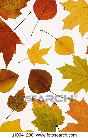 Stock Image - Leaves in Fall color against white background.. Fotosearch