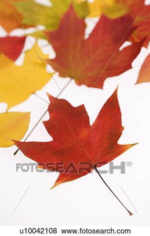 Leaves in Fall color against white background. View Large Photo Image Stock Photo - Leaves in Fall color against white background.. Fotosearch