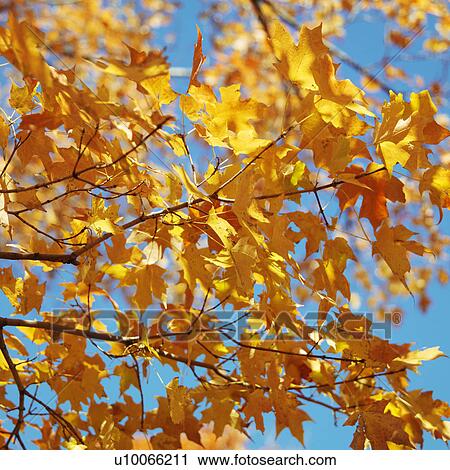 Stock Image - Maple tree in Fall color in Washington, D. C., USA.. Fotosearch