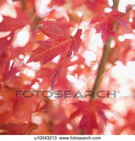 Stock Image - Multiple red autumn maple leaves.. Fotosearch