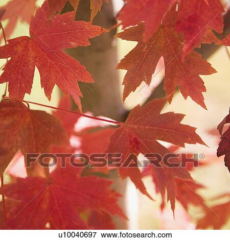 Stock Photo - Multiple red autumn maple leaves.. Fotosearch