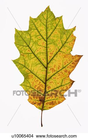 Oak leaf in Fall color against white background. View Large Photo Image Picture - Oak leaf in Fall color against white background.. Fotosearch
