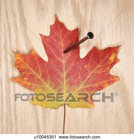 Red and green Maple leaf nailed to board. View Large Photo Image Stock Image - Red and green Maple leaf nailed to board.. Fotosearch