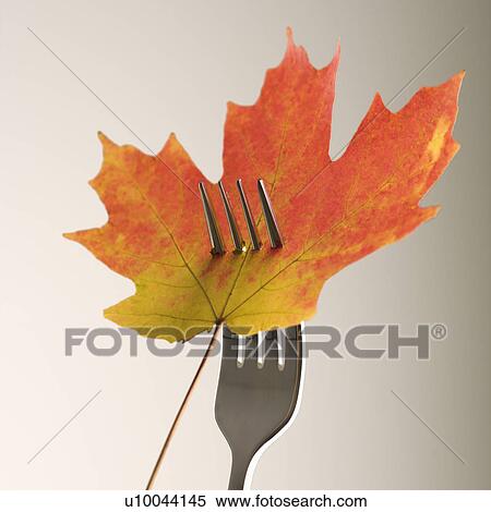Stock Photography - Red and green Maple leaf pierced by a dinner fork.. Fotosearch