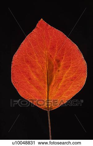 Red Bradford Pear leaf against black background. View Large Photo Image Stock Image - Red Bradford Pear leaf against black background.. Fotosearch