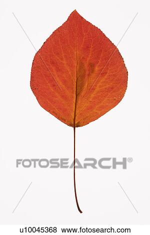 Red Bradford Pear leaf against white background. View Large Photo Image Stock Photo - Red Bradford Pear leaf against white background.. Fotosearch