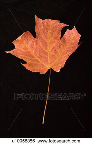 Stock Photograph - Red maple leaf against black background.. Fotosearch