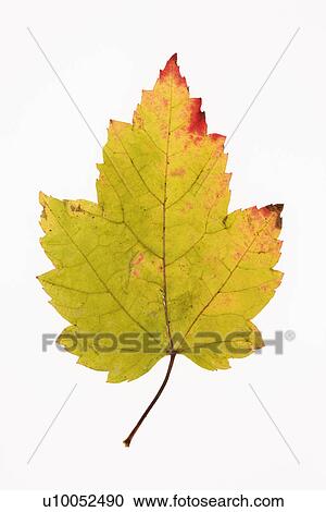 Red Maple leaf in Fall color against white background. View Large Photo Image Stock Image - Red Maple leaf in Fall color against white background.. Fotosearch