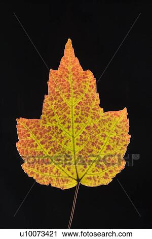 Red Maple leaf in Fall color against black background. View Large Photo Image Stock Image - Red Maple leaf in Fall color against black background.. Fotosearch