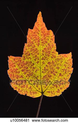 Red Maple leaf in fall colors against black background. View Large Photo Image Stock Image - Red Maple leaf in fall colors against black background.. Fotosearch