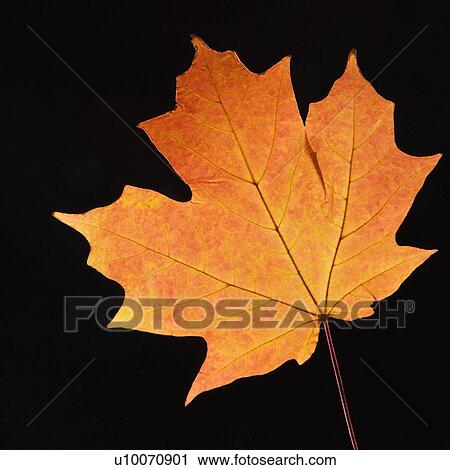 Stock Image - Red Sugar Maple leaf against black background.. Fotosearch