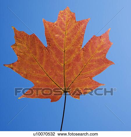 Red Sugar Maple leaf against blue background. View Large Photo Image Stock Image - Red Sugar Maple leaf against blue background.. Fotosearch