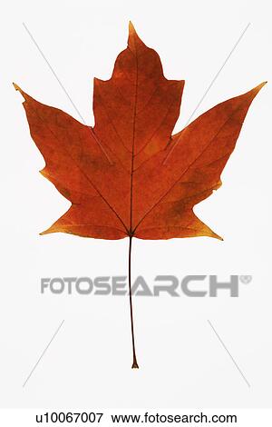 Stock Photo - Red Sugar Maple leaf against white background.. Fotosearch