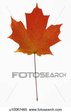 Red Sugar Maple leaf against white background. View Large Photo Image Stock Photography - Red Sugar Maple leaf against white background.. Fotosearch