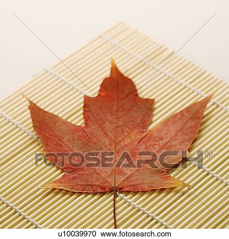 Red Sugar Maple leaf resting on bamboo mat. View Large Photo Image Stock Image - Red Sugar Maple leaf resting on bamboo mat.. Fotosearch