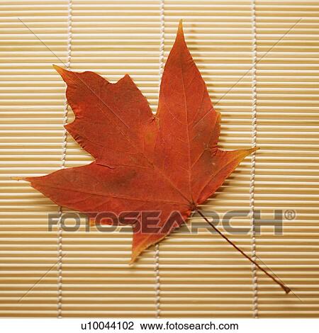 Stock Image - Red Sugar Maple leaf resting on bamboo mat.. Fotosearch