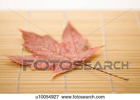 Stock Photo - Red Sugar Maple leaf resting on bamboo mat.. Fotosearch