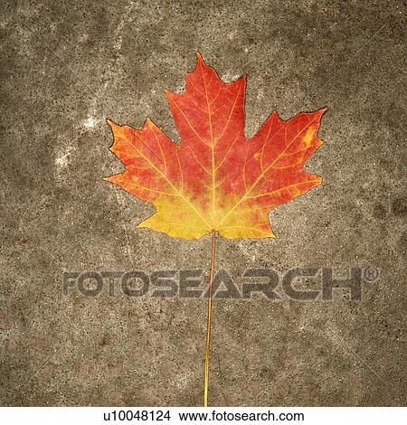 Picture - Single multicolored Maple leaf against concrete background.. Fotosearch