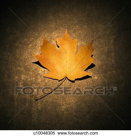 Stock Photography - Single orange Maple leaf spotlighted against concrete background.. Fotosearch