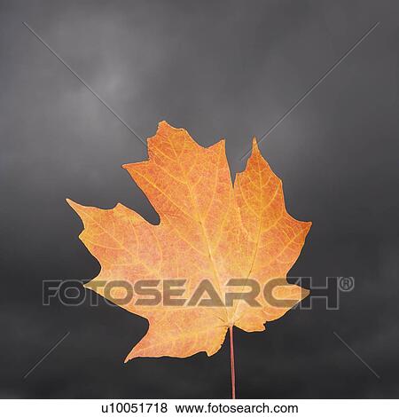 Stock Photo - Single orange Maple leaf.. Fotosearch