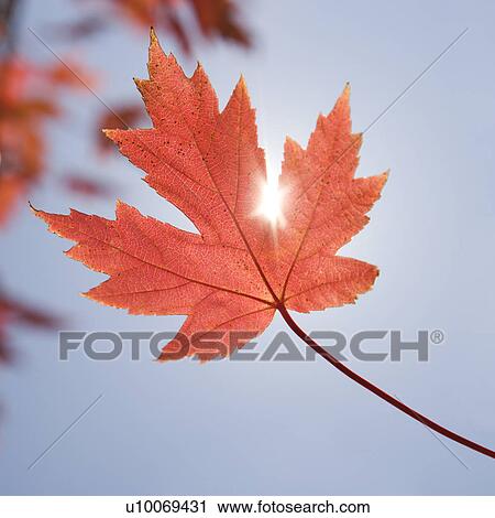 Single red autumn maple leaf with sun shinning through. View Large Photo Image Stock Image - Single red autumn maple leaf with sun shinning through.. Fotosearch
