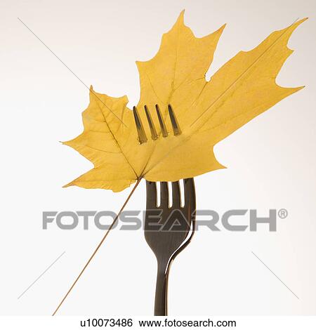 Stock Photograph - Single yellow Maple leaf pierced by a dinner fork.. Fotosearch