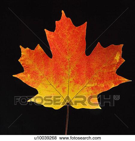Stock Photo - Sugar Maple leaf against black background.. Fotosearch