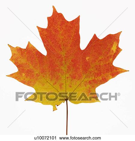Sugar Maple leaf in Fall color against white background. View Large Photo Image Stock Image - Sugar Maple leaf in Fall color against white background.. Fotosearch