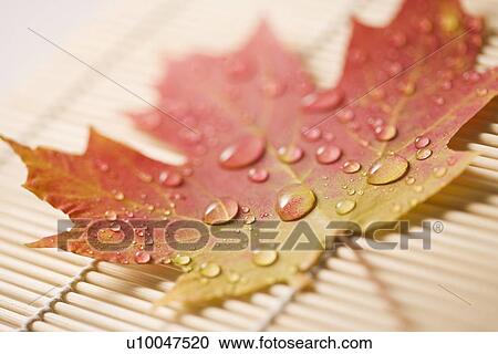 Sugar Maple leaf in Fall color sprinkled with water droplets resting on bamboo mat. View Large Photo Image Stock Image - Sugar Maple leaf in Fall color sprinkled with water droplets resting on bamboo mat.. Fotosearch