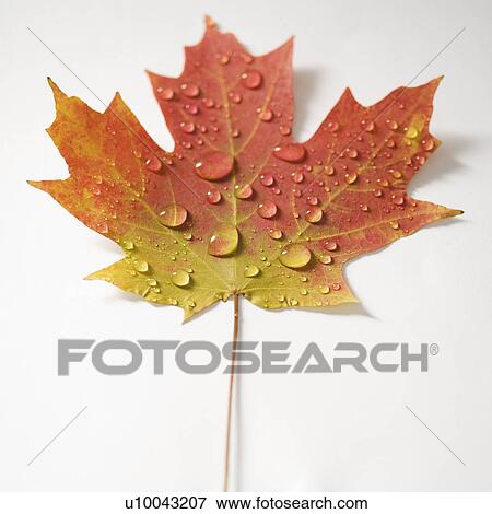 Stock Photo - Sugar Maple leaf in Fall color sprinkled with water droplets against white background.. Fotosearch