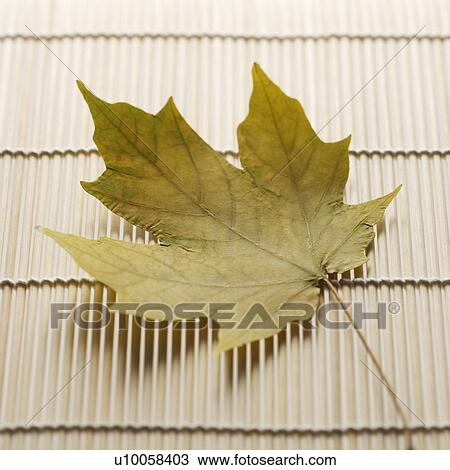 Sugar Maple leaf resting on bamboo mat. View Large Photo Image Stock Image - Sugar Maple leaf resting on bamboo mat.. Fotosearch