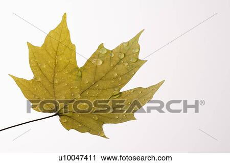 Sugar Maple leaf sprinkled with water droplets on white background. View Large Photo Image Stock Image - Sugar Maple leaf sprinkled with water droplets on white background.. Fotosearch
