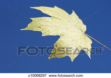 Sugar Maple leaf sprinkled with water droplets against blue background. View Large Photo Image Stock Photo - Sugar Maple leaf sprinkled with water droplets against blue background.. Fotosearch