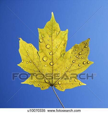 Stock Photography - Sugar Maple leaf sprinkled with water droplets against blue background.. Fotosearch