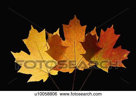 Three Sugar Maple leaves against black background. View Large Photo Image Stock Photograph - Three Sugar Maple leaves against black background.. Fotosearch