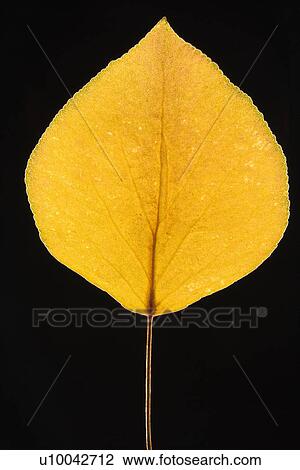 Stock Image - Yellow Bradford Pear leaf against black background.. Fotosearch