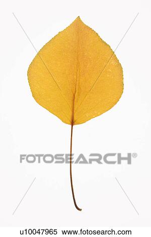 Yellow Bradford Pear leaf against white background. View Large Photo Image Stock Photography - Yellow Bradford Pear leaf against white background.. Fotosearch
