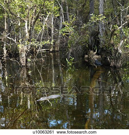 American Alligator swimming in wetland of Everglades National Park, Florida, USA. View Large Photo Image Stock Image - American Alligator swimming in wetland of Everglades National Park, Florida, USA.. Fotosearch