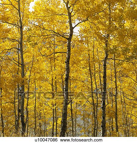 Aspen trees in yellow fall color in Wyoming. View Large Photo Image Stock Photograph - Aspen trees in yellow fall color in Wyoming.. Fotosearch