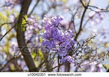 Close-up of Jacaranda tree in blooming with purple flowers in Haleakala National Park in Maui, Hawaii. View Large Photo Image Stock Image - Close-up of Jacaranda tree in blooming with purple flowers in Haleakala National Park in Maui, Hawaii.. Fotosearch