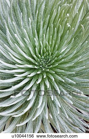 Stock Photograph - Close-up of Silversword plant at Haleakala National Park, Maui, Hawaii, USA. Fotosearch