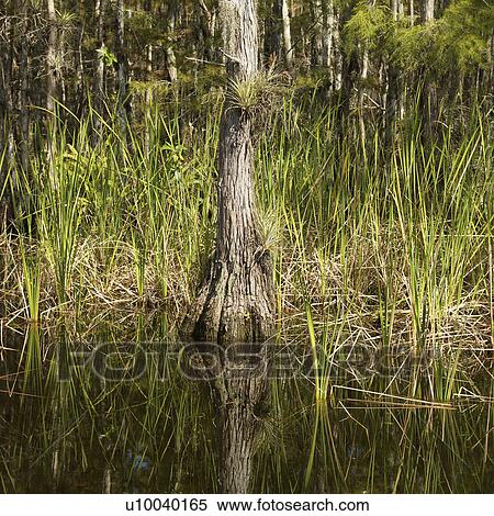 Cypress tree in wetland of Everglades National Park, Florida, USA. View Large Photo Image Stock Photography - Cypress tree in wetland of Everglades National Park, Florida, USA.. Fotosearch