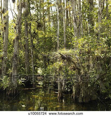 Picture - Cypress trees in wetland of Everglades National Park, Florida, USA.. Fotosearch