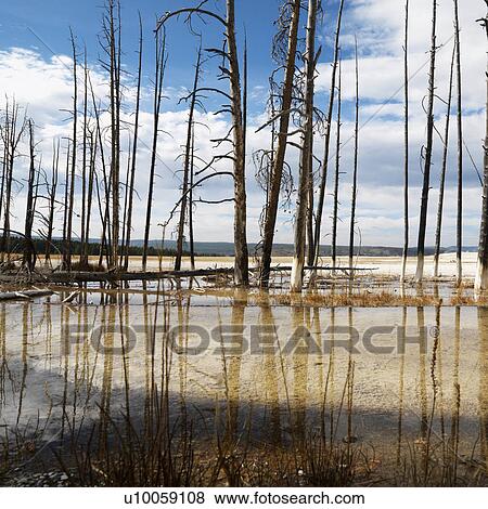 Dead trees in shallow water pool at Yellowstone National Park. View Large Photo Image Stock Photo - Dead trees in shallow water pool at Yellowstone National Park.. Fotosearch
