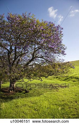 Jacaranda Tree blooming with purple flowers in field of green grass in Maui, Hawaii. View Large Photo Image Stock Image - Jacaranda Tree blooming with purple flowers in field of green grass in Maui, Hawaii.. Fotosearch
