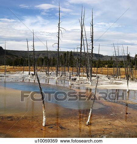 Stock Photo - Landscape of dead trees in shallow water pool at Yellowstone National Park, Wyoming.. Fotosearch